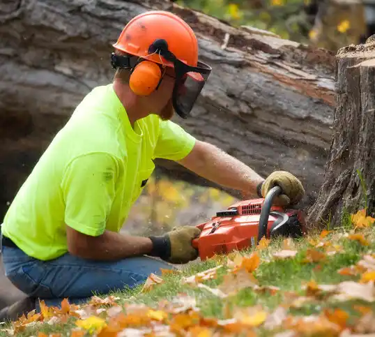 tree services Finderne